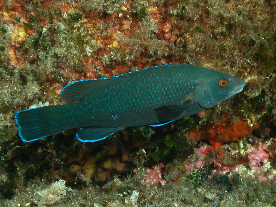 Labrus viridis